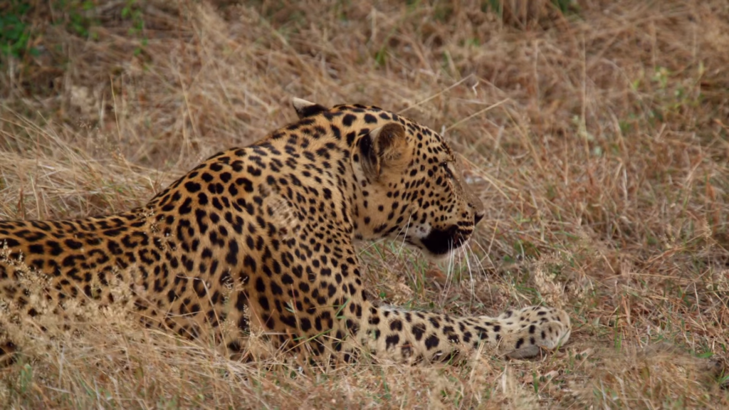 Observing wildlife in Sri Lanka, Sri Lanka two-day tour package