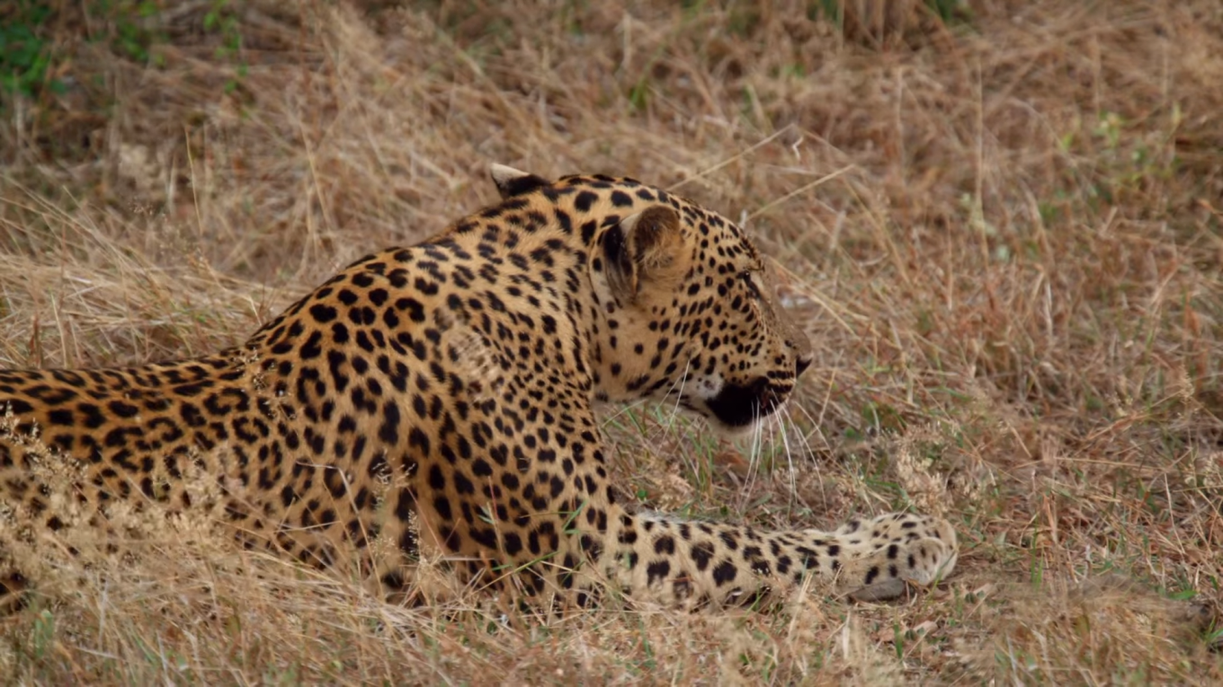 Observing wildlife in Sri Lanka